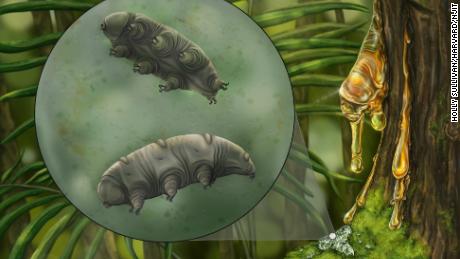 This is an artistic reconstruction of microscopic tardigrades that are often found living in moss. 