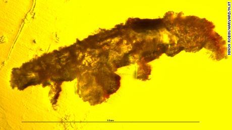 This is a close-up view of the newly discovered taridgrade species trapped in amber.