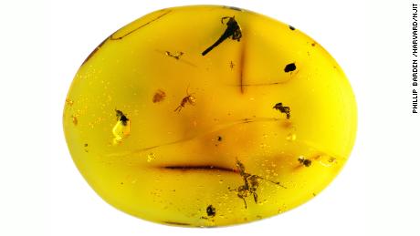 Cet ambre dominicain vieux de 16 millions d'années contient le fossile de tardigrades ainsi que trois fourmis, un scarabée et une fleur.