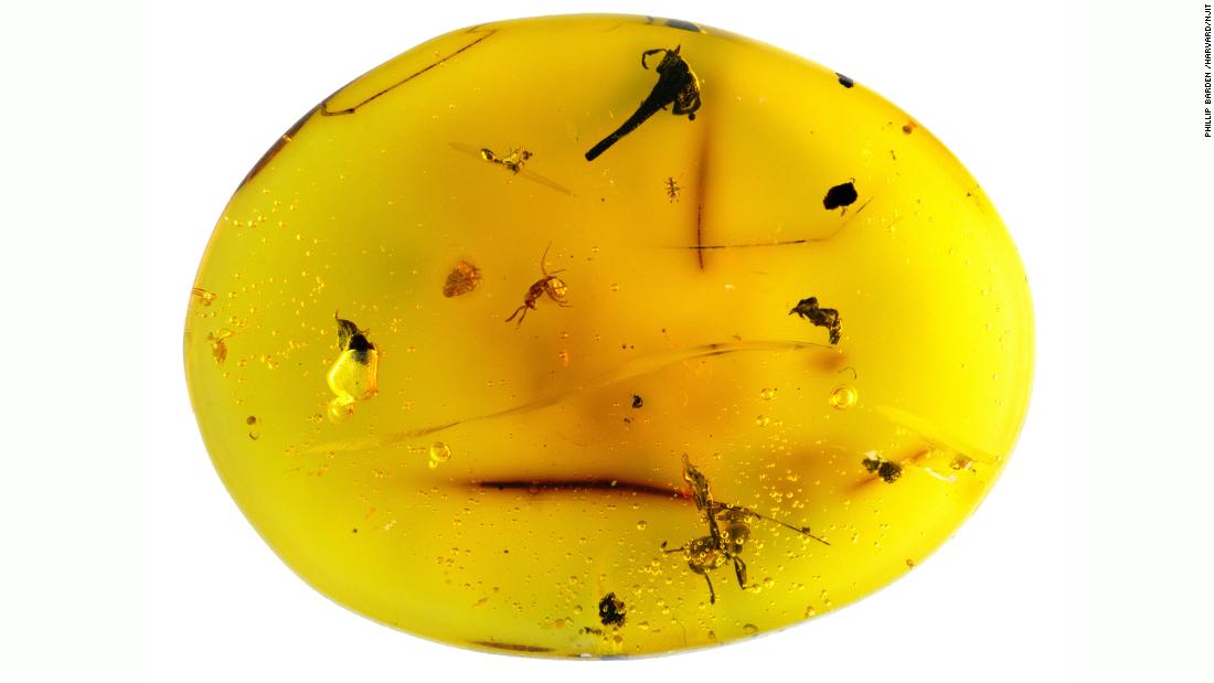 'Once-in-a-generation' find reveals microscopic fossil in amber
