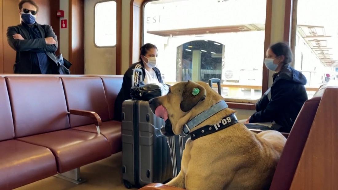 Este Es Boji El Perro Callejero Que Recorre Todo Estambul En