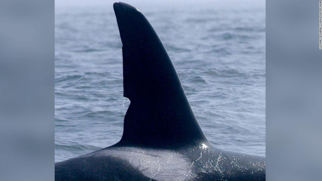 A group of little-known killer whales have been identified as big hunters of the sea