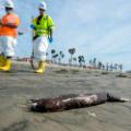02 california oil spill 1006