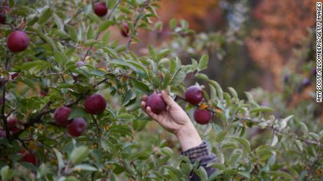 A worker picks cider apples during a harvest at an orchard in Red Hook, New York.