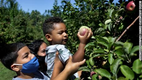 A boy gets some help while apple picking McIntosh apples at C.N. Smith Farm in East Bridgewater, Massachusetts. 