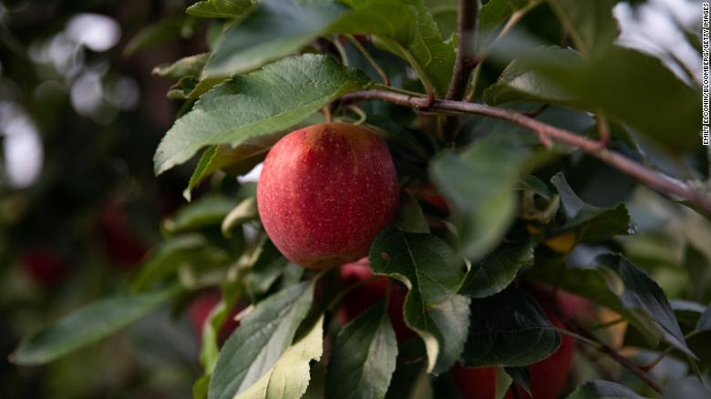 It’s peak apple season: How to make the most of an apple adventure