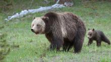 YELLOWSTONE NATIONAL PARK, WYOMING, UNITED STATES - 2017/06/02: A Mother Grizzly and her cub walk through a meadow in Yellowstone National Park. (Photo by Will Powers/SOPA Images/LightRocket via Getty Images)