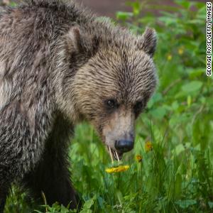 How to survive a bear attack -- or better yet, avoid one altogether