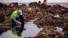 A team of biologists from the University of California Santa Cruz and Tenera Consulting firm assess the overall biological habitat by gauging the biodiversity of the Little Corona del Mar tide pools on Wednesday, October 6, 2021 in Newport Beach, California.