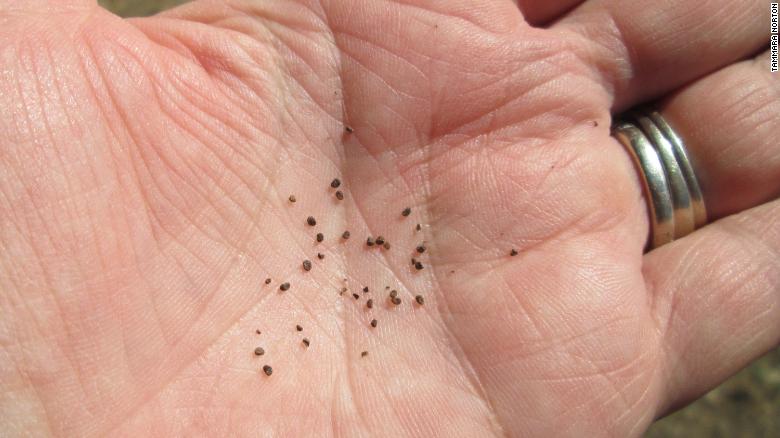 Modern tobacco seeds. Charred seeds from a hearth used more than 12,000 years ago suggested that Stone Age humans were using tobacco.
