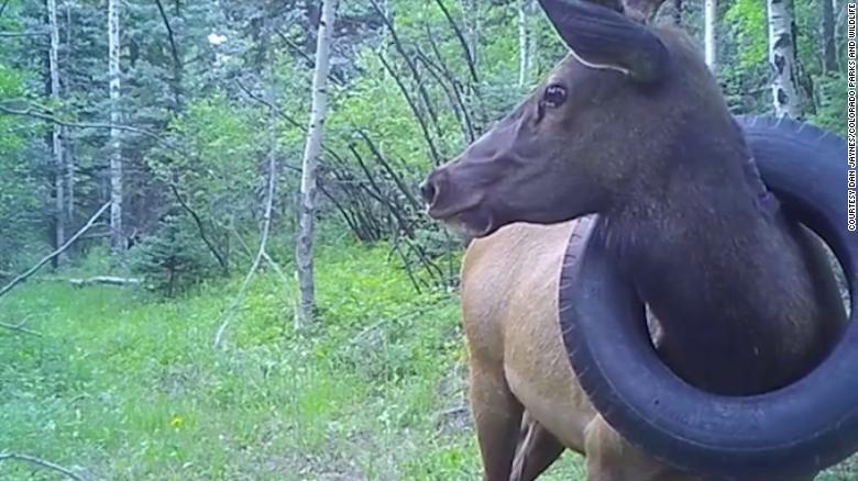 After several attempts, wildlife officers remove tire that was around an elk’s neck for over two years