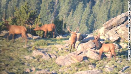 The first sighting of the elk with the tire around its neck from July 2019.