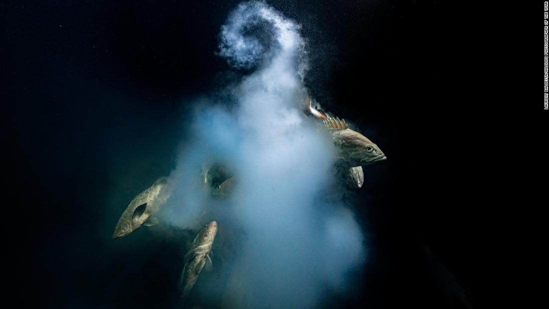 Stunning underwater scene crowned Wildlife Photographer of the Year 2021 winner