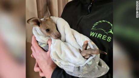 This injured baby kangaroo was also found by police.