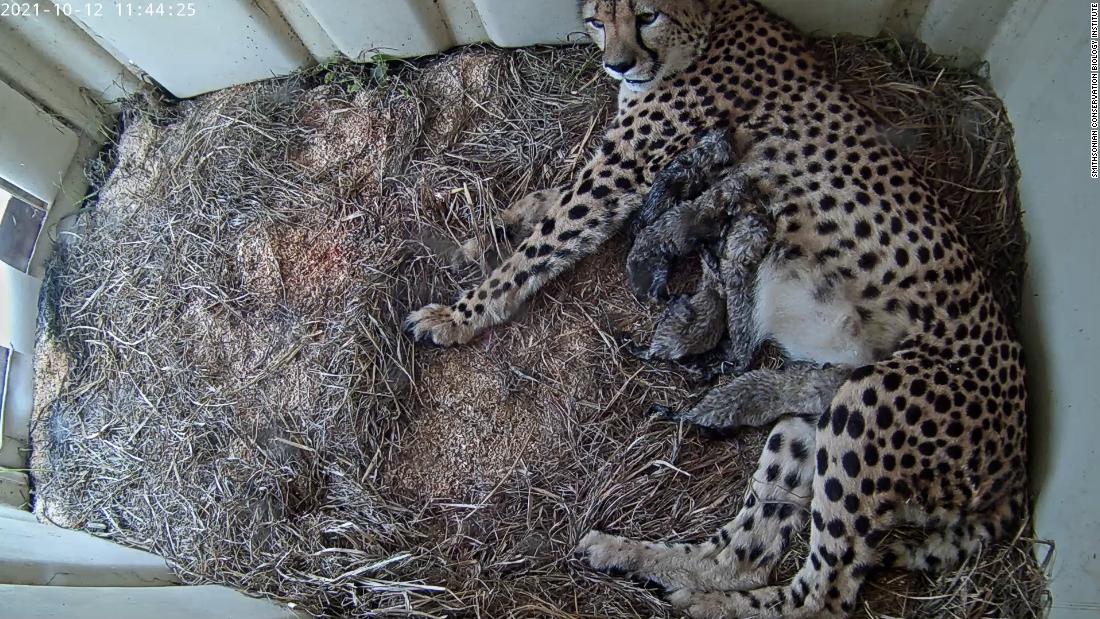 Smithsonian webcam offers view of its adorable litter of just-born cheetahs