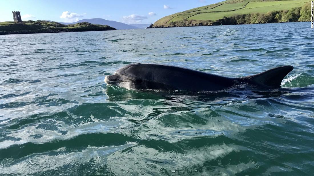 Delfīnu dzīvesvieta gadu desmitiem ir padarījusi šo Īrijas pilsētu slavenu.  Gadu pēc aiziešanas uz visiem laikiem Dingle atvadās no Fungie