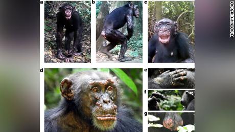 These wild chimpanzees in West Africa show physical symptoms of leprosy, including face nodules and lesions.