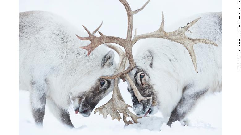 Italian photographer Stefano Unterthiner captured this image of two reindeer battling for control.