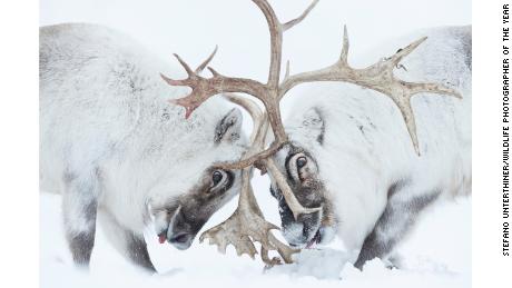 El fotógrafo italiano Stefano Unterthener capturó esta foto de dos renos luchando por el control.