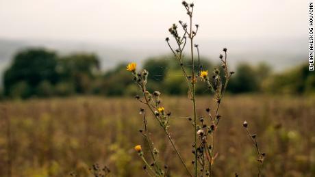 PlantLife is working to re-establish grasslands in the UK.