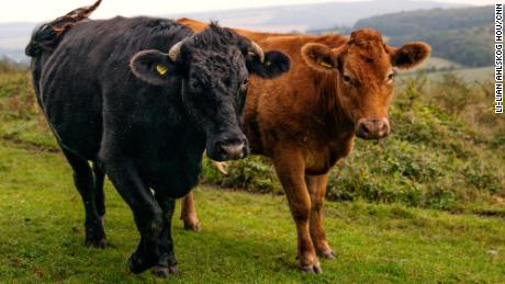 Cows grazing at Plantlife's Ranscombe Farm Reserve help stimulate plant growth.