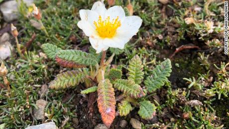 The Dryas plant is a small evergreen shrub found in Alpine-like environments found on Alaskan mountains.