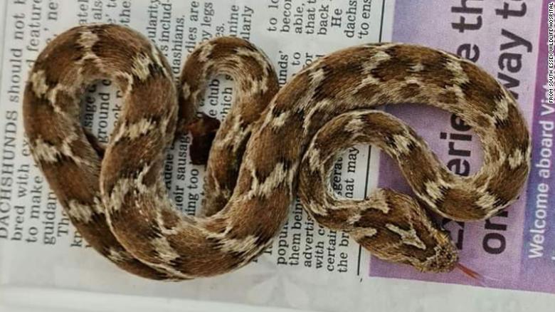 Deadly and ‘very agitated’ snake found in English shipping container