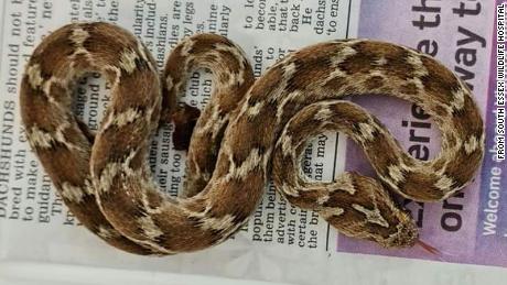 The snake came to England from India in a shipping container.