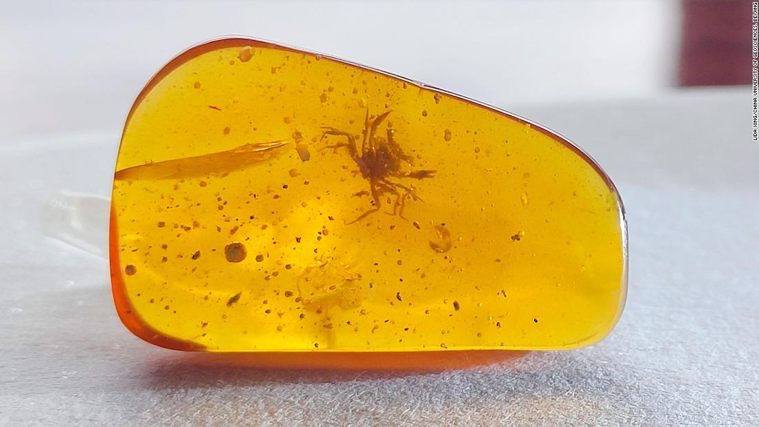 Tiny crab preserved in 100-million-year-old amber lived among dinosaurs - CNN