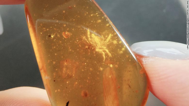 Tiny crab preserved in 100-million-year-old amber lived among dinosaurs