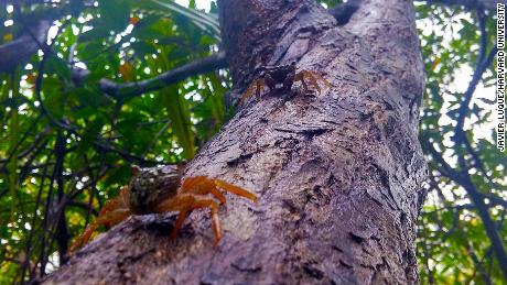 While most crabs live in a marine environment, some crabs can live on land or freshwater, while others can climb trees.