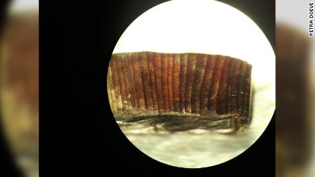 Cette micrographie montre des anneaux à l'intérieur d'une partie en bois d'un L & #39;  Anse aux Prés.