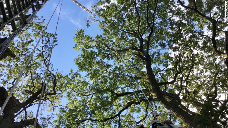 Looking up into the canopy of a mature forest during the BIFoR fieldwork research.