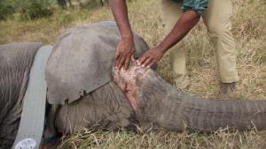 An image of a tranquilized tuskless female elephant in Gorongosa National Park taken while genetic samples were collected in 2018