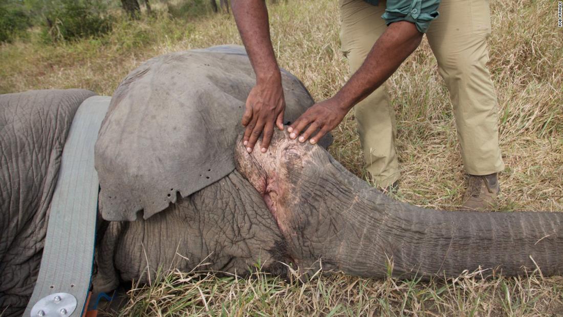 Beberapa gajah betina kehilangan gadingnya sebagai respons terhadap perburuan, para ilmuwan menemukan