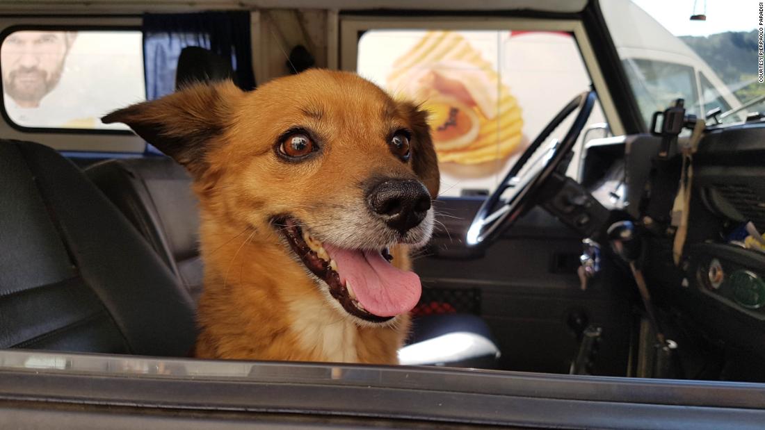 Leo, anjing hotel Cinque Terre yang menyelamatkan nyawa pemiliknya