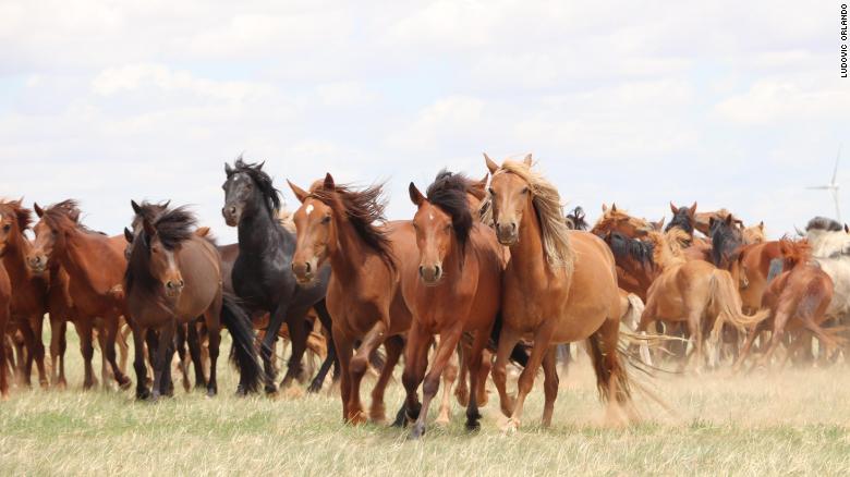 The Moment Domesticated Horses Changed The Course Of Human History Is ...