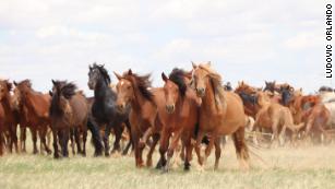 The moment domesticated horses changed the course of human history is now revealed