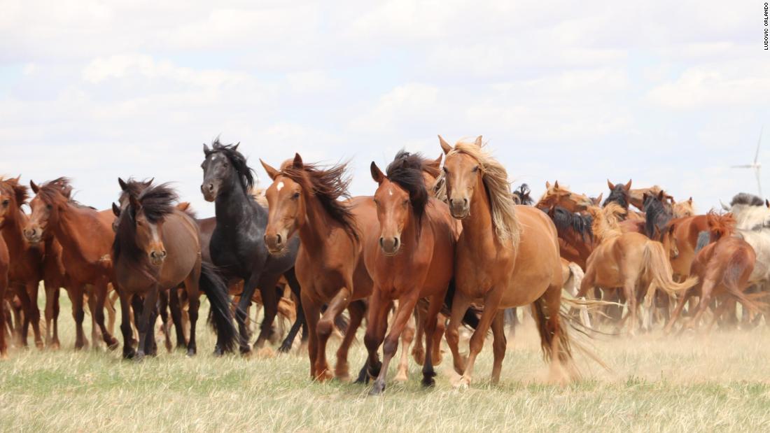 The moment domesticated horses changed the course of human history is now revealed