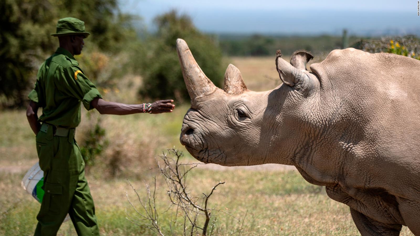 Northern white rhino, one of the last in the world, retires from