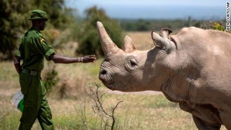 Najin, a 32-year-old northern white rhino, has been retired from a breeding program aimed at saving the species after researchers found benign tumors on her reproductive organs. She is one of only two surviving northern white rhinos worldwide.