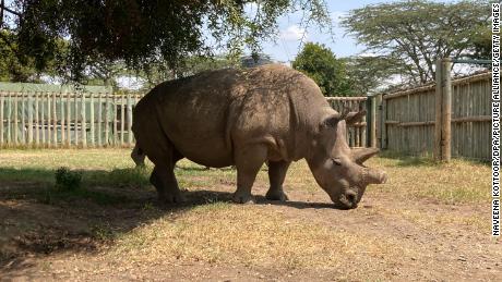 Fatu, pictured here in July at the  Ol Pejeta Conservancy, is now the last white rhino in the breeding program.