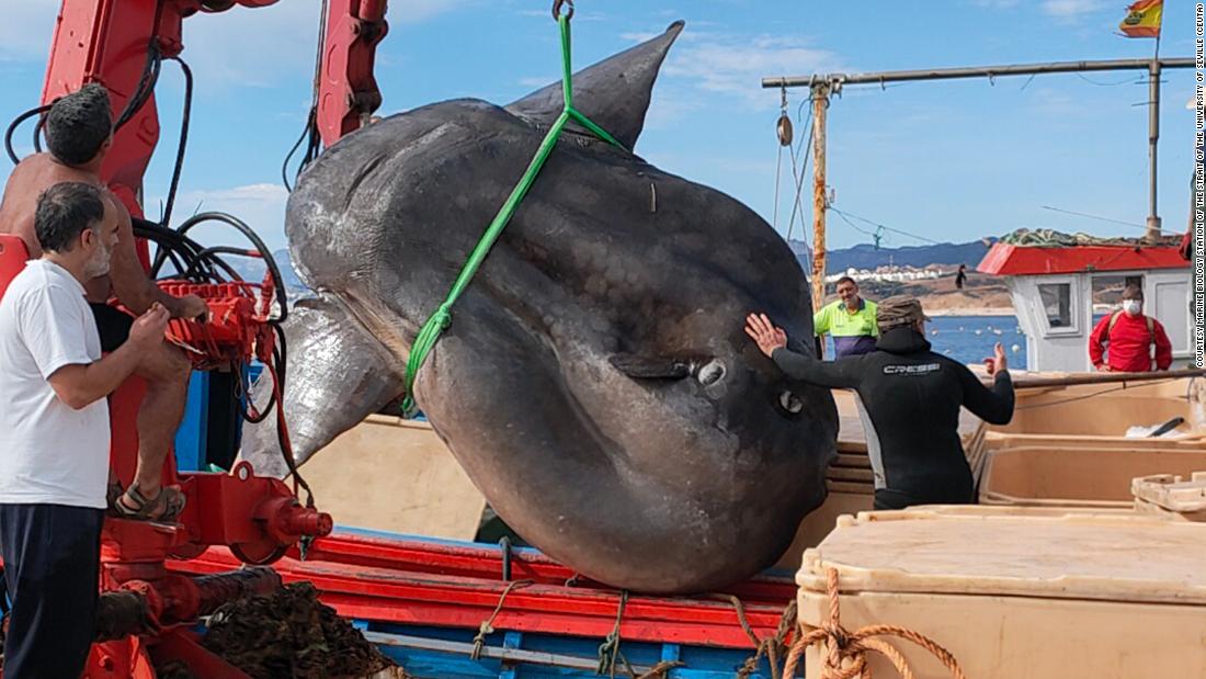 Một con cá thái dương khổng lồ nặng 4.000 pound đã được giải cứu khỏi lưới đánh cá ngoài khơi bờ biển Ceuta, Tây Ban Nha