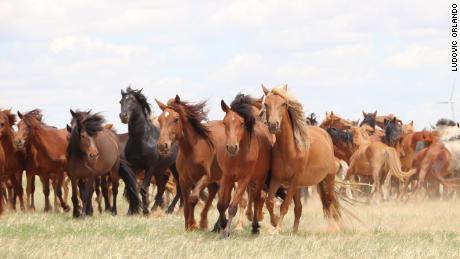 Horses run in the steppes of Inner Mongolia, China, in 2019.