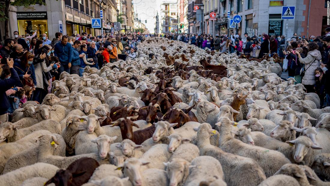 Domba menggantikan mobil saat mereka melintasi Madrid dalam perjalanan ke padang rumput musim dingin