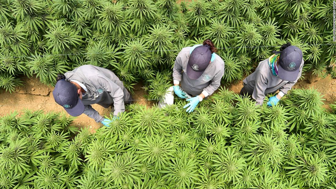 With export restrictions eased, Colombia's medical cannabis business is poised for liftoff