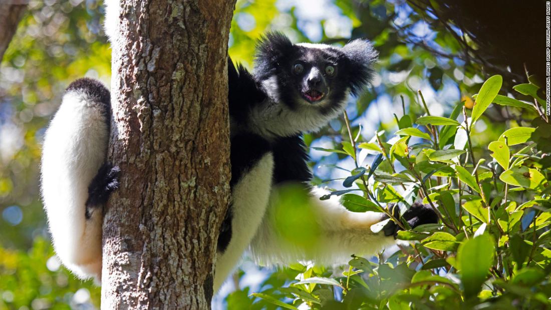 These lemurs could win a Grammy for their rhythmic singing abilities – CNN