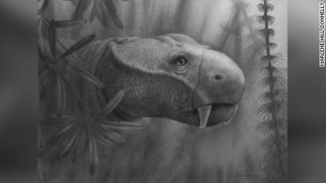 This is an artist&#39;s reconstruction of the dicynodont Dicynodon. Aside from the tusks in the upper jaw, most dicynodonts possessed a turtle-like beak that they used to chew their food.