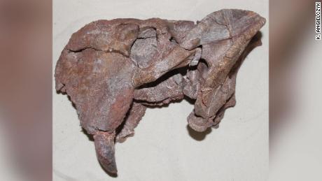 Это левая часть черепа дицинодонта Доличурана из Танзании.  Большой бивень показан в нижнем левом углу образца.