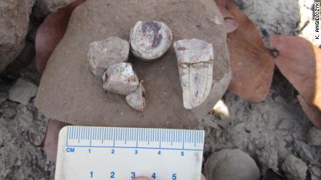 Field teams found isolated tusk fragments in Zambia in 2018.